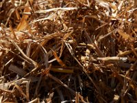 10-22-16-Larriland Farms-28759