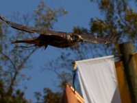 10-23-16-Renaissance Festival-29227