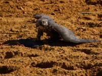 10-23-16-Renaissance Festival-29237