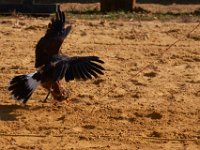 10-23-16-Renaissance Festival-29307