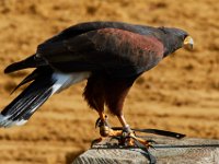 10-23-16-Renaissance Festival-29347