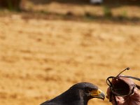 10-23-16-Renaissance Festival-29439