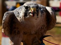 10-23-16-Renaissance Festival-29540