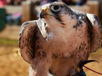 10-23-16-Renaissance Festival-29545