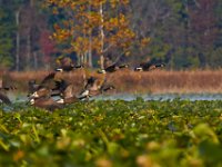 10-29-16-Mattawoman-20225