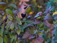 10-30-16-Broad Creek De-20488