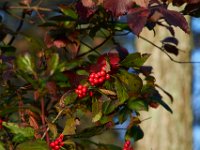 10-30-16-Broad Creek De-20542