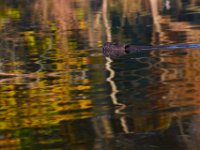 10-30-16-Broad Creek De-20596