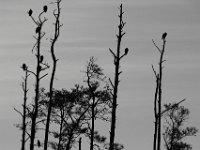 11-06-16-Blackwater-20922