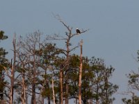 11-06-16-Blackwater-21149