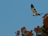 11-13-16-Piscataway-22074