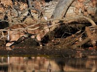 11-13-16-Piscataway-22141 1
