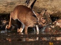 11-13-16-Piscataway-22160