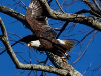 11-13-16-Piscataway-22306