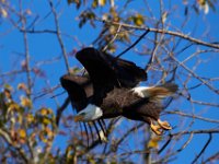 11-13-16-Piscataway-22308