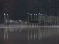 11-19-16-Nanjemoy-22548