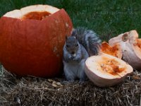11-2015-Family-Squirrel-28847