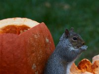 11-2015-Family-Squirrel-28852