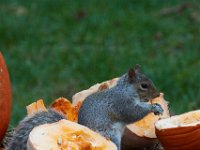 11-2015-Family-Squirrel-28863