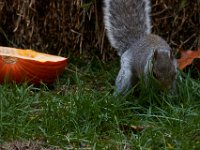 11-2015-Family-Squirrel-28891