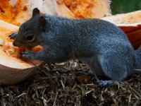 11-2015-Family-Squirrel-28898