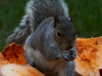 11-2015-Family-Squirrel-28906