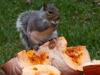 11-2015-Family-Squirrel-28907