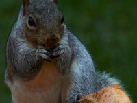 11-2015-Family-Squirrel-28940