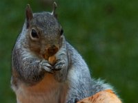 11-2015-Family-Squirrel-28941