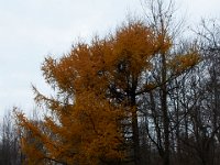 11-25-16-Patapsco Valley State Park-22959