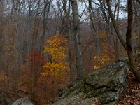 11-25-16-Patapsco Valley State Park-23048
