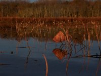 11-28-15-Mattawoman-28478