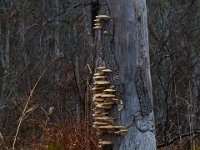 11-28-15-Mattawoman-28609