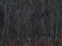 11-28-15-Mattawoman-28635