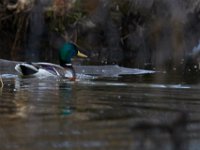 11-28-15-Mattawoman-28755
