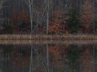 11-28-15-Mattawoman-28787
