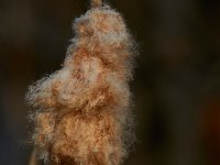 11-28-15-Mattawoman-28825