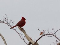 12-13-15-Piscataway-29351