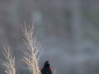 02-19-17-Nanjemoy-23929
