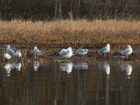 03-25-17-Piscataway-24403
