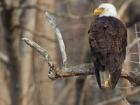 03-25-17-Piscataway-24449