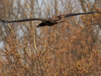 03-25-17-Piscataway-24485