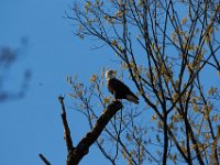 04-09-17-Mattawoman-24905