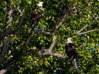 05-07-17-Tuckahoe-25840
