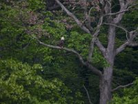 05-20-17-Piney Run-26253
