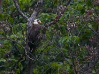 05-20-17-Piney Run-26307