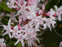 05-20-17-Piney Run-26325