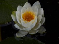 05-20-17-Piney Run-26389