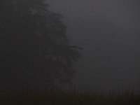 05-29-17-Nanjemoy-26430