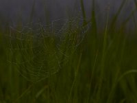 05-29-17-Nanjemoy-26480